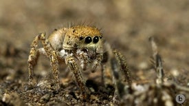 Spiders Perform a Spooky Seduction Dance