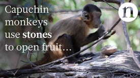 Monkeys Can Make Stone Tools, Too