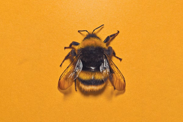 Close up image of a bee with a yellow background.
