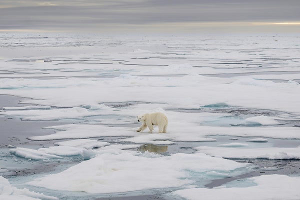 A polar bear walks in the middle of sea ice in the Arctic