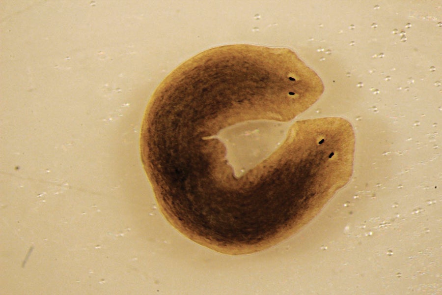 A brown worm with a head on both ends shown on an off-white background.