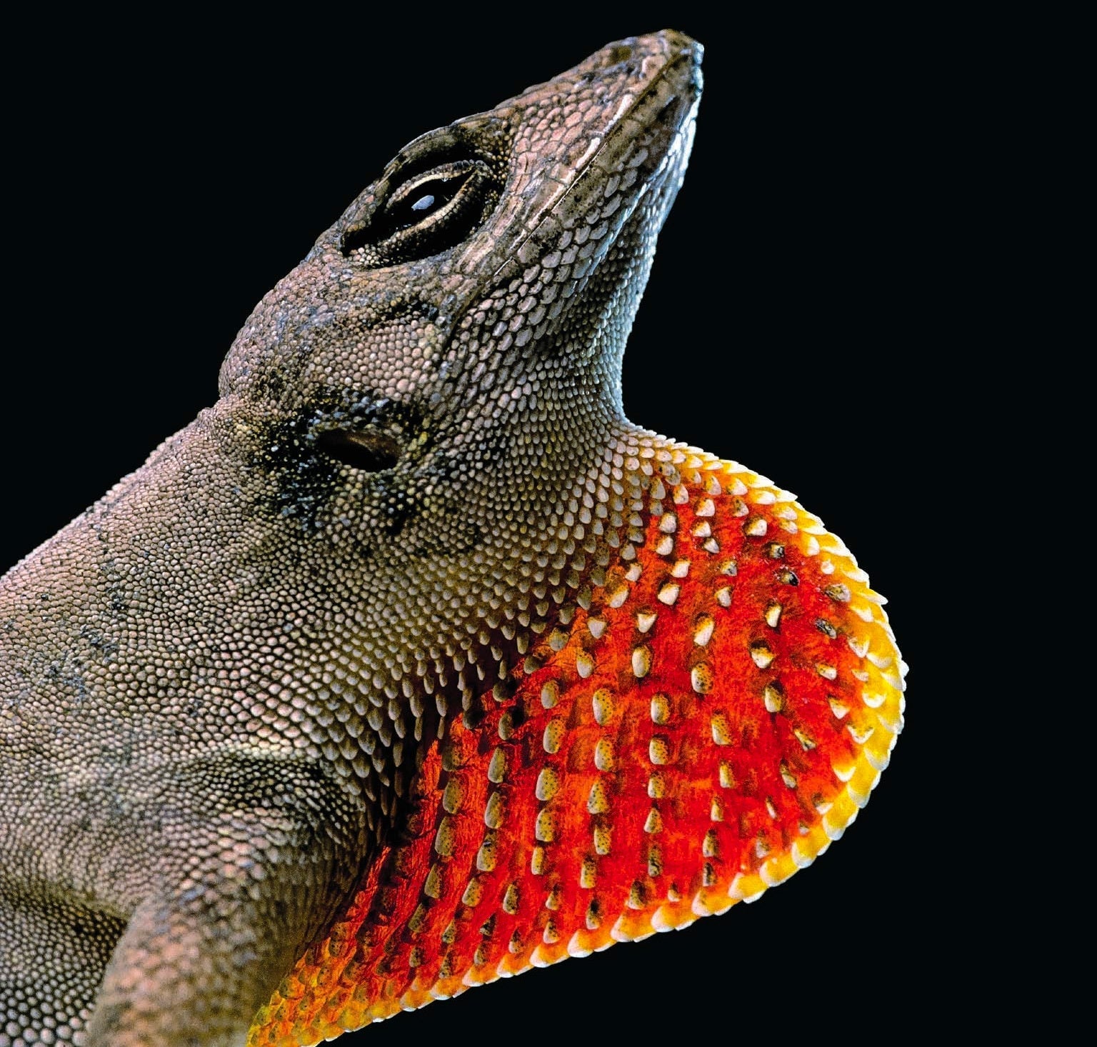 A close-up photo of a brown Anolis with red throat shown against a black background.