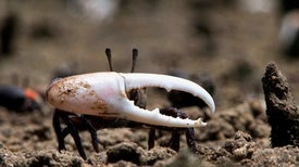 13,000 Crabs Crawl into a Museum (Collection)