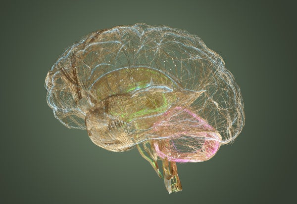 An artist's interpretation of the brain's wiring