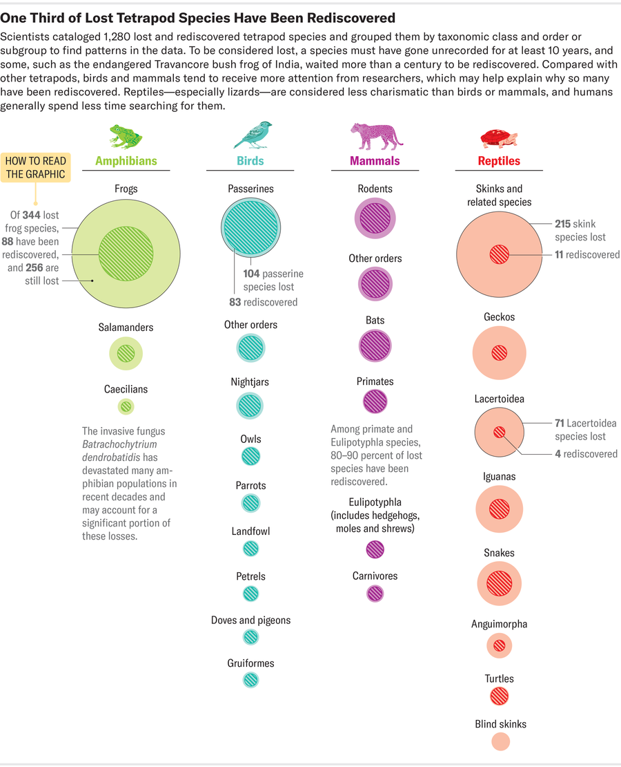 Graphic shows colored circles scaled to indicate numbers of tetrapod species lost and rediscovered in each taxonomic class and order or subgroup.